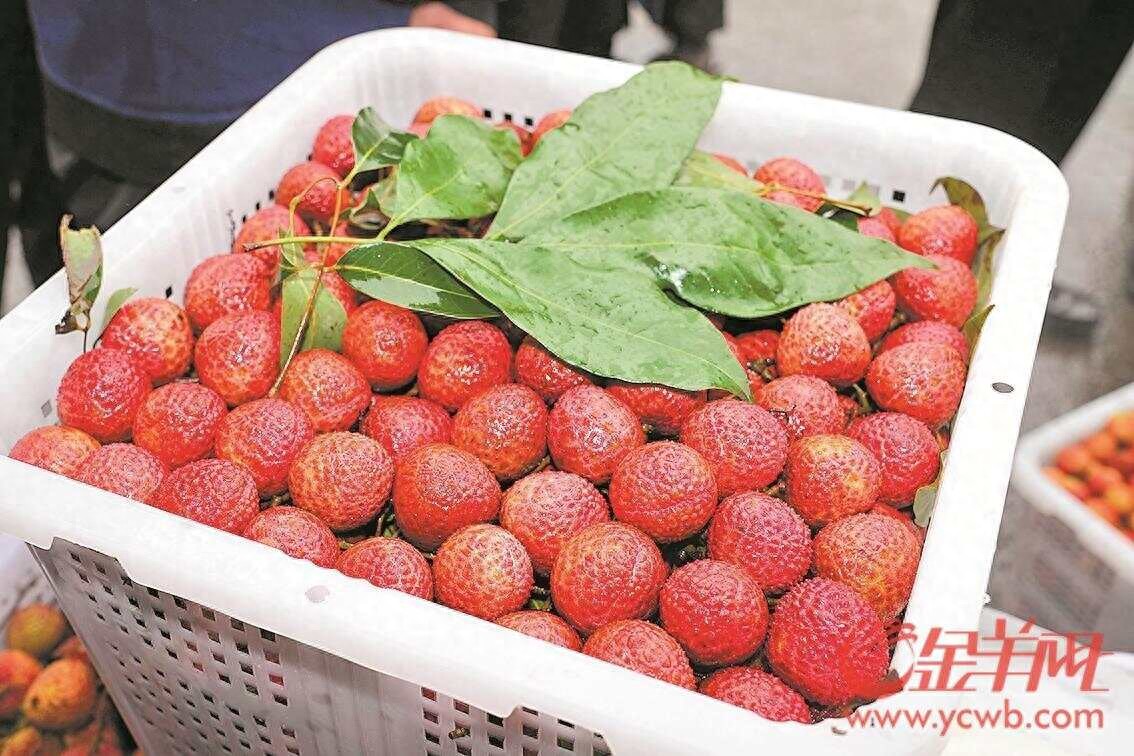 618消费热潮_广东荔枝销量增长_广东省名牌农产品