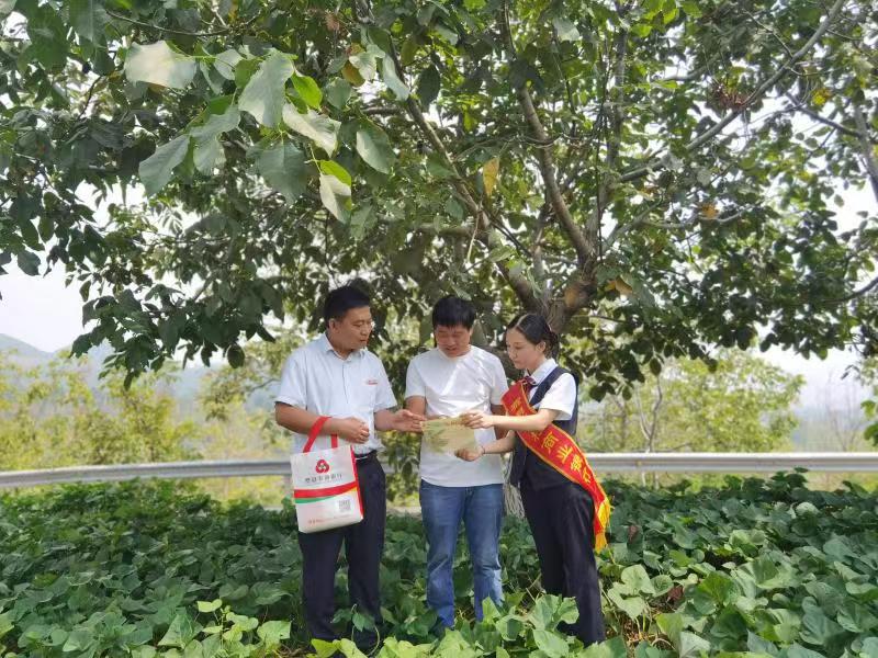 中国核桃之乡费县：核桃产业蓬勃发展，农商银行助力振兴