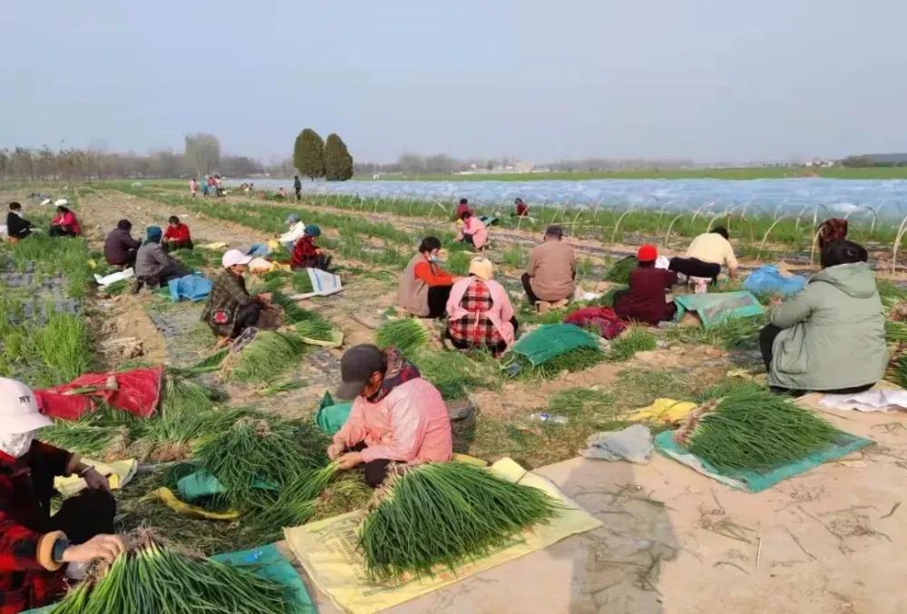 农产品经纪人赚钱吗_农产品经纪人_牲畜经纪人