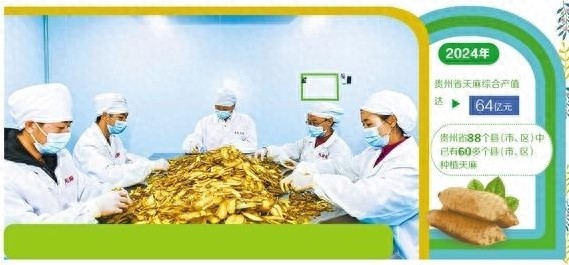 贵州天麻产业集群建设_贵州天麻产业发展_十大高附加值的农产品