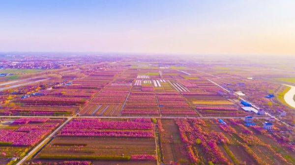 农产品地理标志登记_桑墟榆叶梅产业富民增收_桑墟榆叶梅国家农产品地理标志登记证书