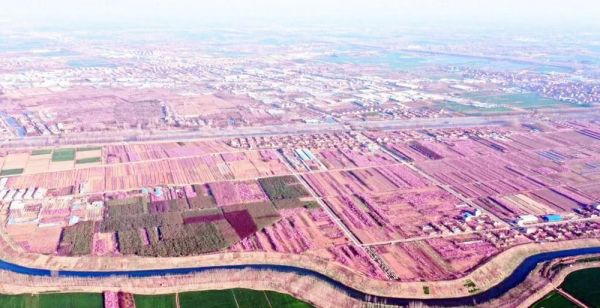 桑墟榆叶梅国家农产品地理标志登记证书_农产品地理标志登记_桑墟榆叶梅产业富民增收