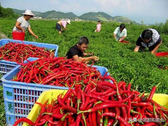 农产品流通成本_提高农民收入的核心机制_产业升级与价值链提升
