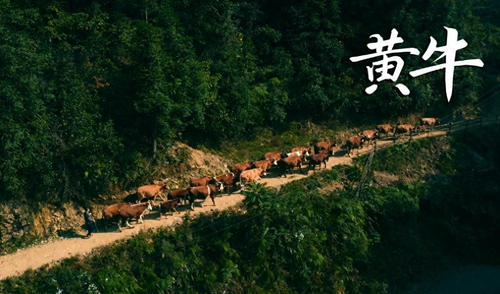 贵州西部农产品投资_贵州阳雀湖高山特色辣椒基地全产业链发展_贵州关岭牛现代化交易市场