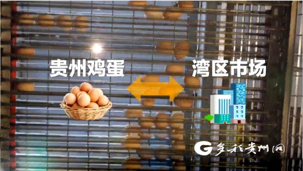 贵州西部农产品投资_贵州生态鸡蛋 钱大妈 粤黔东西部协作