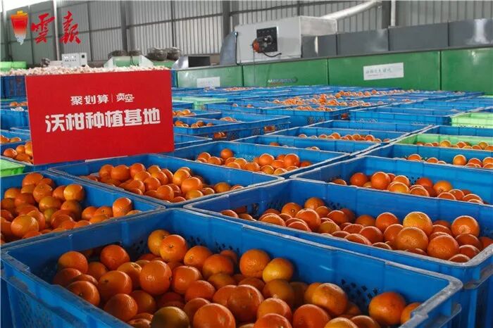 淘宝特色农产品销售排行_云南农产品入淘数量全国第一_淘宝农产品怎么发布