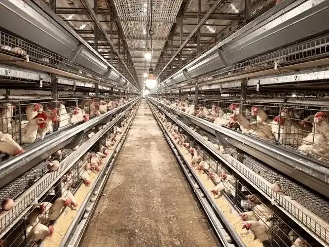 菜篮子工程 城市居民生活改善 中国农业发展 城市副食品供应体系_农产品标准化的概念