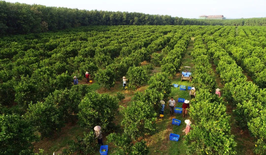 荣邦热带水果电商营销_白沙良食区域公用品牌_白沙农产品直销店