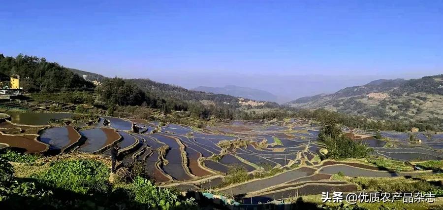 高原特色农产品_云南高原特色农业发展_云南元阳梯田