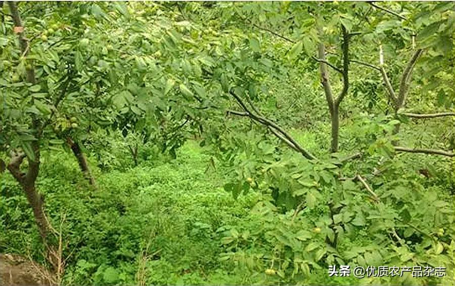 高原特色农产品_云南高原特色农业发展_云南元阳梯田