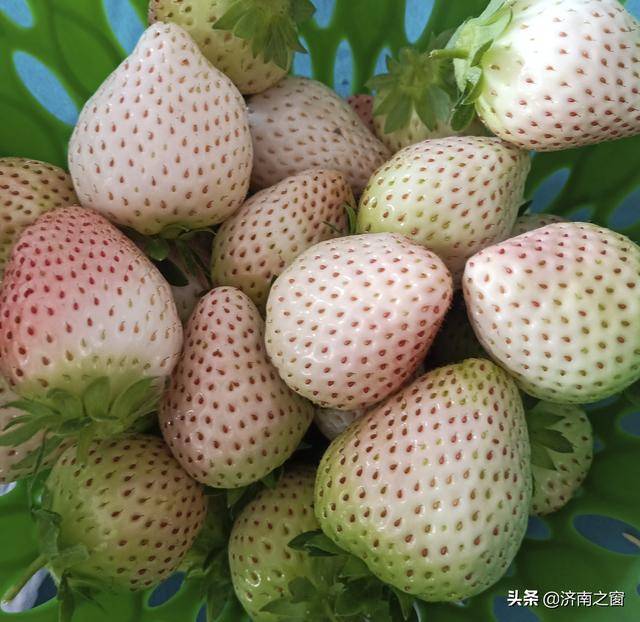 济南特色农产品_济南 农产品_济南五洲农业黄河大米