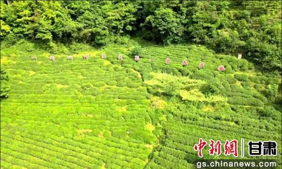 康县云岭农产品加工中心发展模式_陇南市康县铜钱镇农产品加工中心_康县农产品流通网