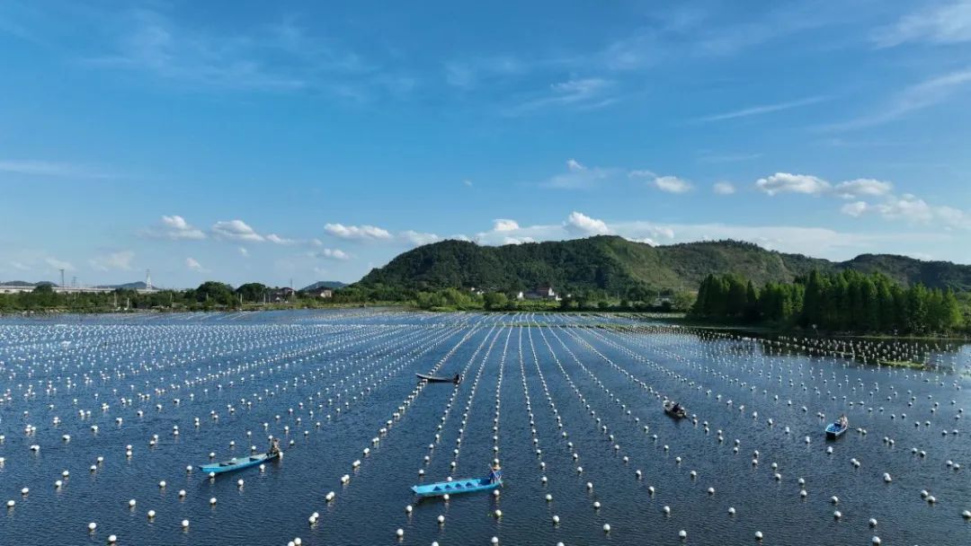 浙江德清淡水珍珠复合养殖系统_浙江省渔业农产品_中国首个水产养殖世界级农业文化遗产