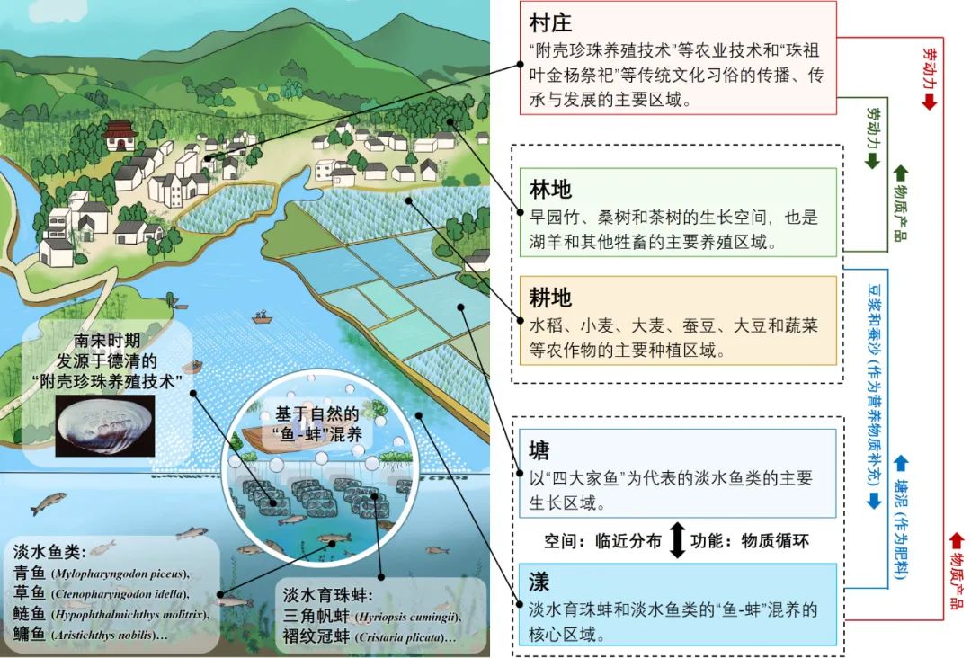 浙江省渔业农产品_浙江德清淡水珍珠复合养殖系统_中国首个水产养殖世界级农业文化遗产
