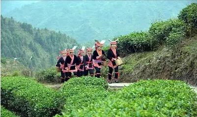 金秀白牛茶_广西来宾农产品有什么_广西农业品牌故事