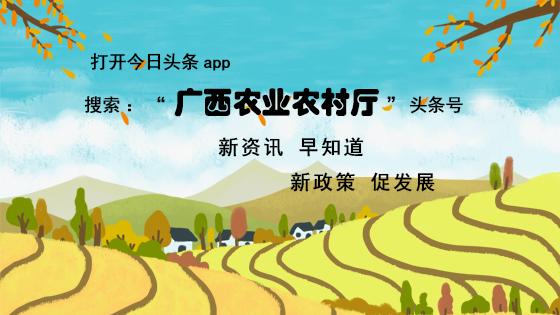 广西农业品牌故事_金秀白牛茶_广西来宾农产品有什么