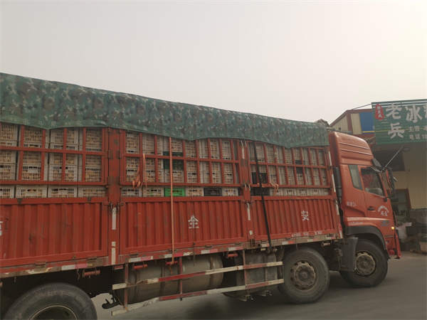 中国农产品信息交易网_阿克苏干果交易市场_新疆阿克苏果业农产品交易中心