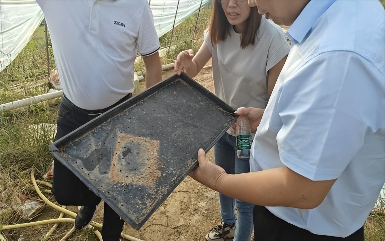 农产品 网络营销策划书_乡村振兴电商助农模式_五云镇特色农产品品牌化发展