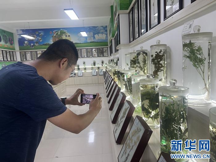 定西市的农产品有哪些_甘肃黄芪之乡发展现状_定西当归种植面积