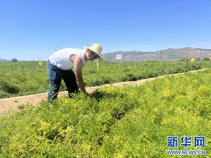 定西市的农产品有哪些_甘肃黄芪之乡发展现状_定西当归种植面积