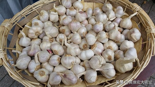 炒作农产品怎么赚钱_大蒜价格波动原因_大蒜易被炒作的特点