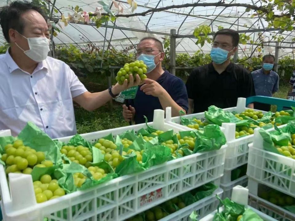滞销农产品_溧水供销社助农模式分析_南京溧水黄桃滞销解决方案