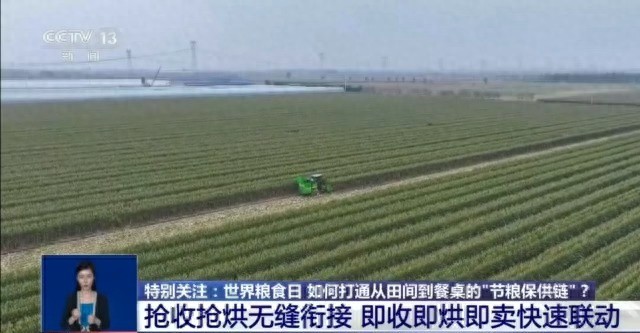 世界粮食日：秋粮收获高峰，如何打通节粮保供链？