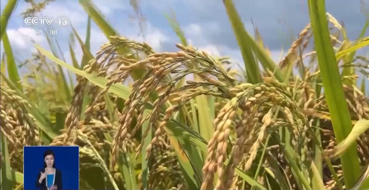 农产品 物流 模式_粮食应急保障体系_秋粮收获进度