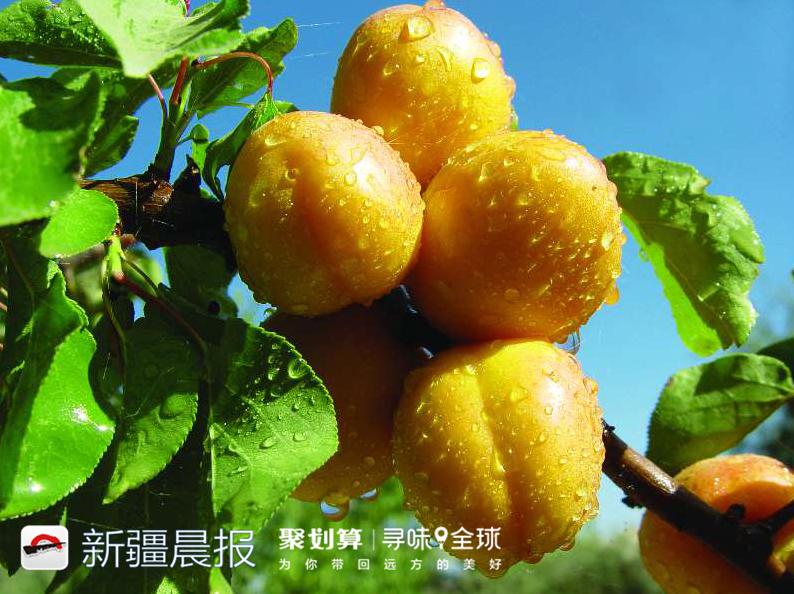 新疆多2小时日照瓜果口感品质_寻味新疆多2小时多30%甜直播活动_新疆农产品信息网