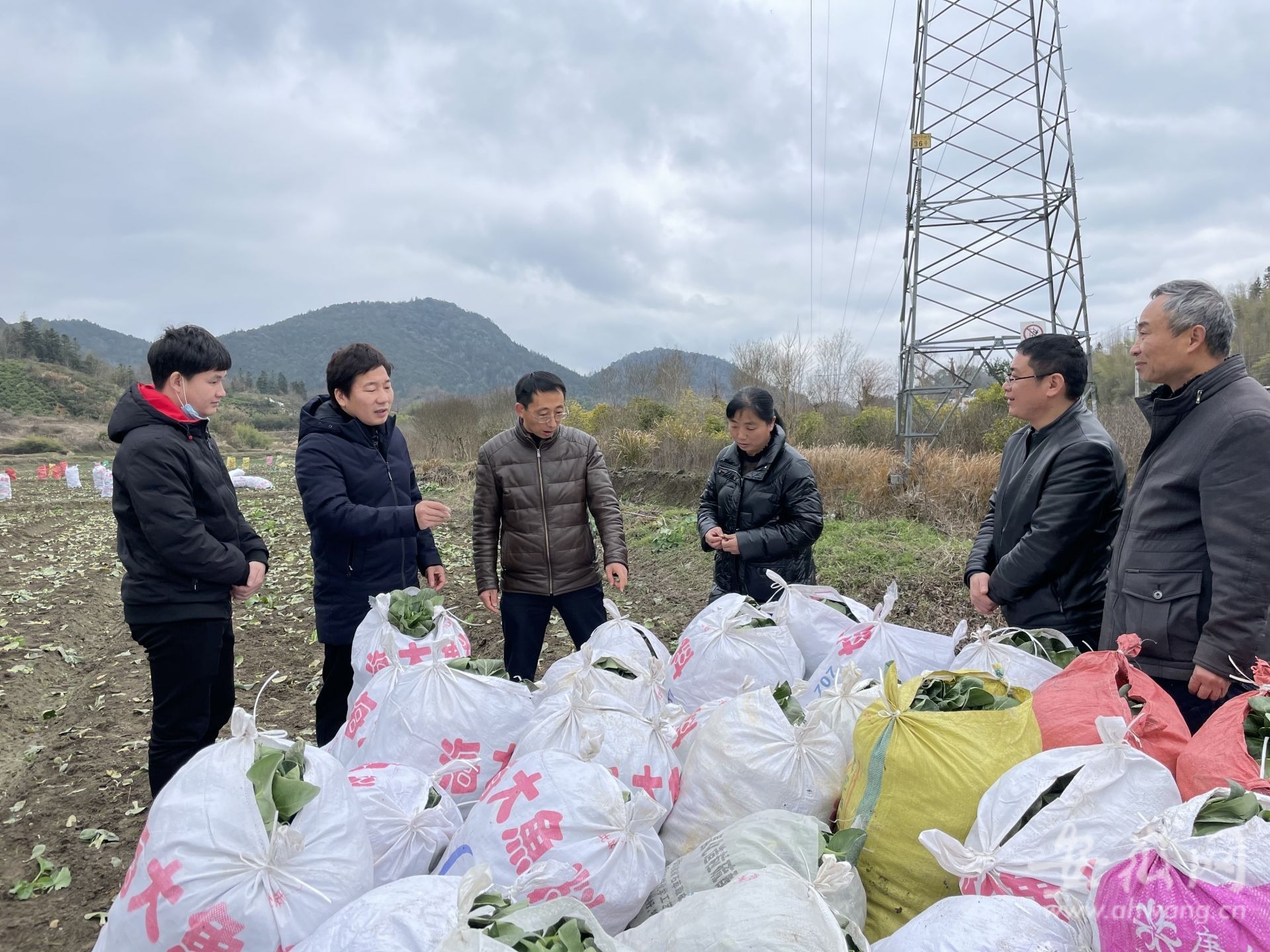 黄山市田园徽州滞销蔬菜收购 梅干菜加工销售 黄山市特色农产品推广_安徽农产品滞销