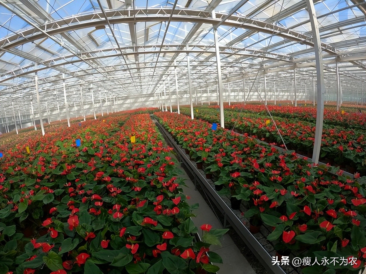 绿色食品认证标识_论我国农产品绿色营销_真伪验证绿色农产品