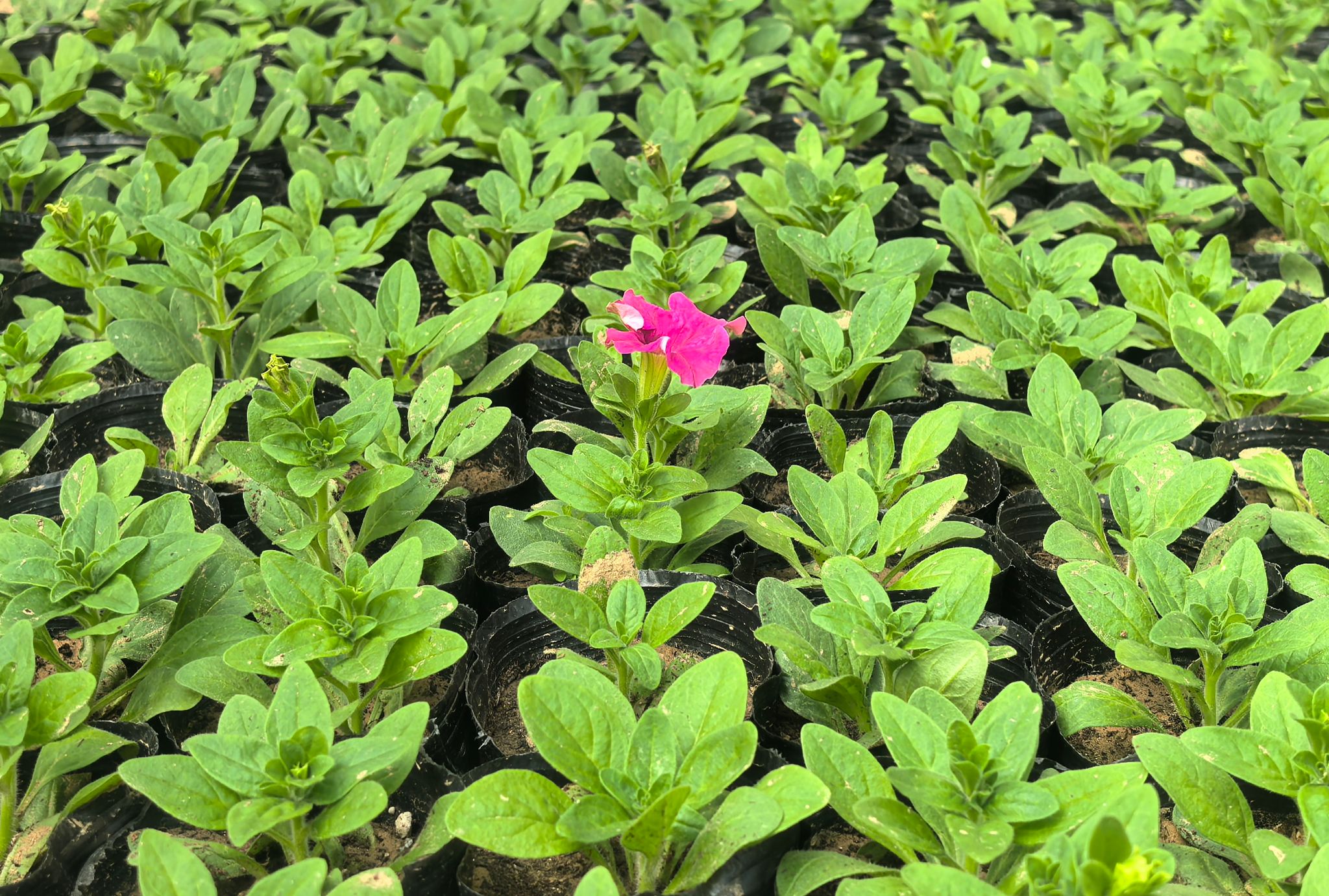 农产品营养育苗_神木市园林所花卉育苗_神木市园林所花木中转基地