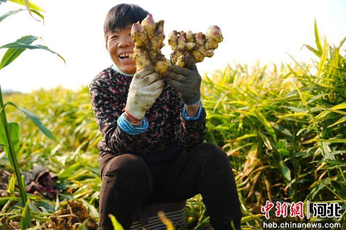农产品深加工方面有什么好的项目_隆尧县悦富家庭农场生姜产量_河北隆尧县生姜种植