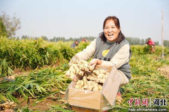 隆尧县悦富家庭农场生姜产量_河北隆尧县生姜种植_农产品深加工方面有什么好的项目