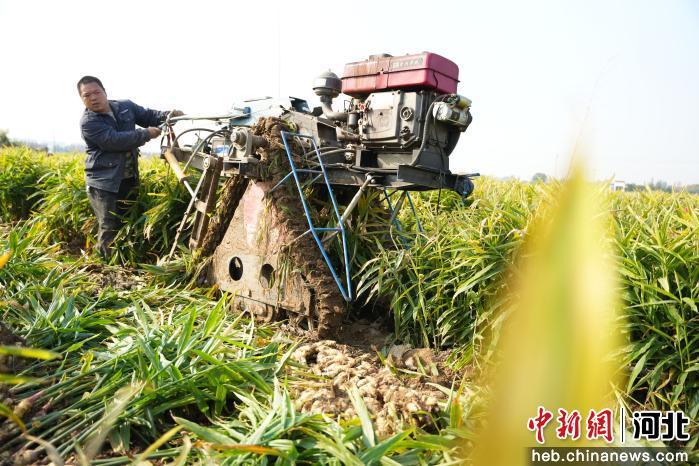 农产品深加工方面有什么好的项目_隆尧县悦富家庭农场生姜产量_河北隆尧县生姜种植