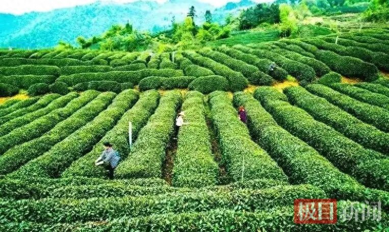 竹溪三大农产品基地入选省级认证！茶叶、马铃薯、水稻产业迎来新发展
