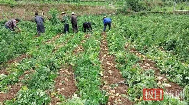 湖北省优质农产品生产基地认证_竹溪茶叶生产基地_农产品基地