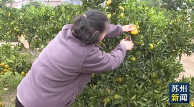 昆山市太秋甜柿特点_苏州农产品博览会_苏州柿子成熟时间