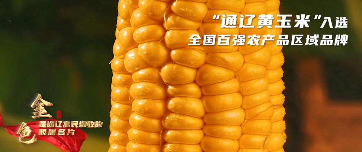 通达辽阔全域品牌发展策略_农产品区域品牌_通辽市区域公用品牌创新发展调研座谈会