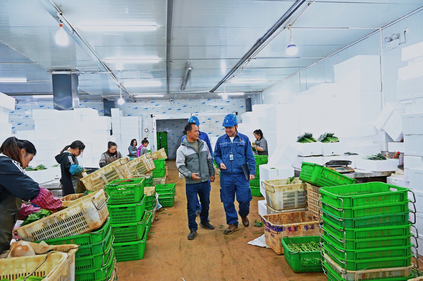 红河农产品供求信息_红河供电局保障蔬菜种植用电_红河州蔬菜产业发展