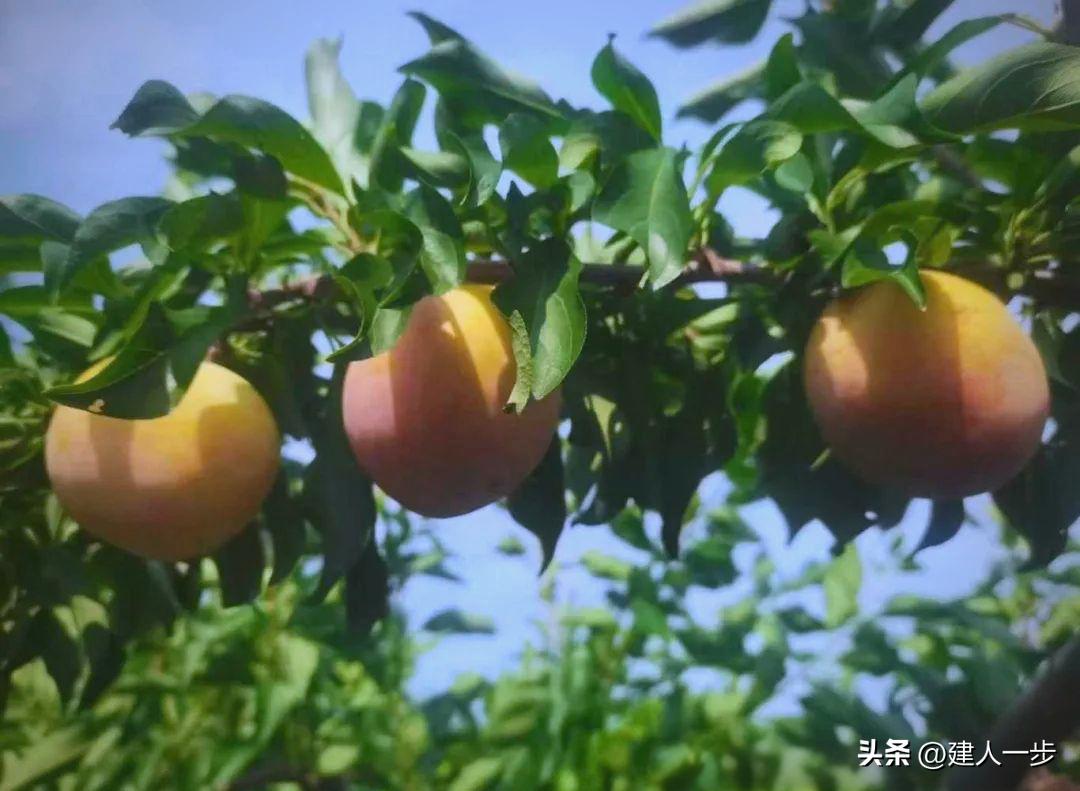 农产品商标名称大全_辽宁特色水果推荐_辽宁地理标志水果