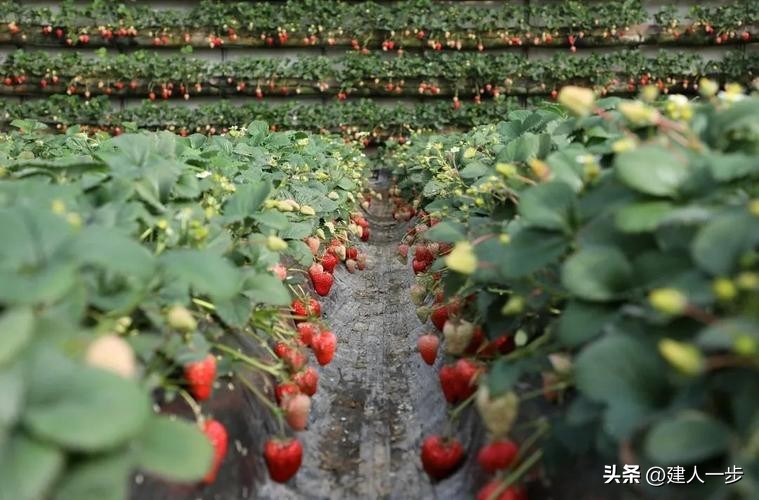 辽宁特色水果推荐_辽宁地理标志水果_农产品商标名称大全