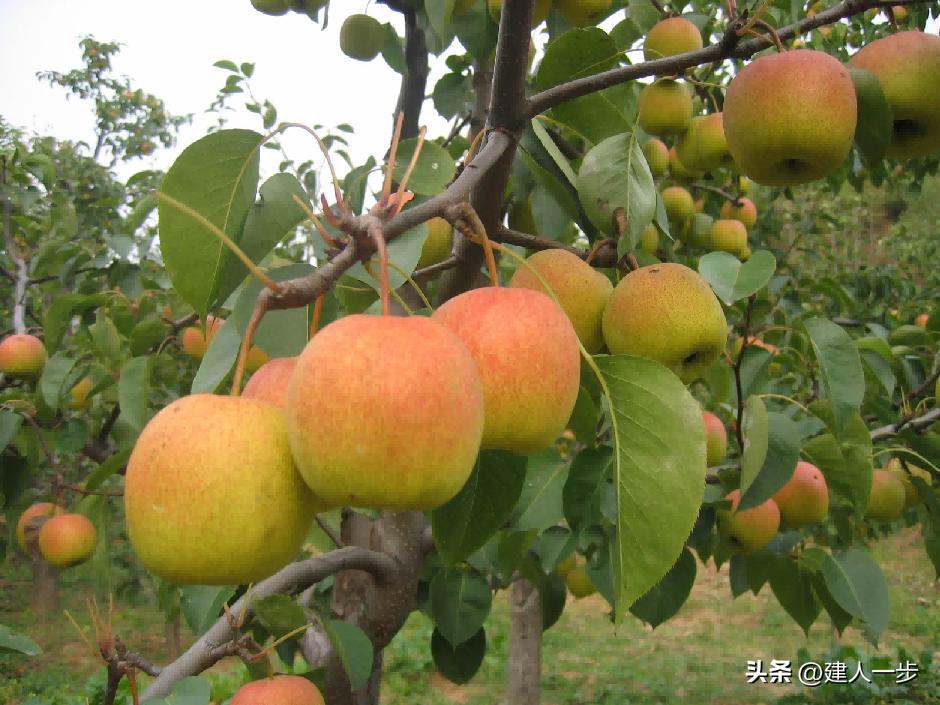 辽宁特色水果推荐_农产品商标名称大全_辽宁地理标志水果