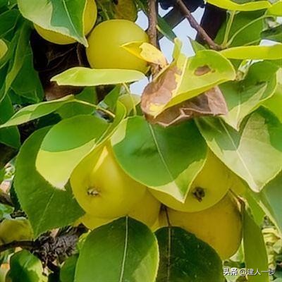 辽宁地理标志水果_农产品商标名称大全_辽宁特色水果推荐