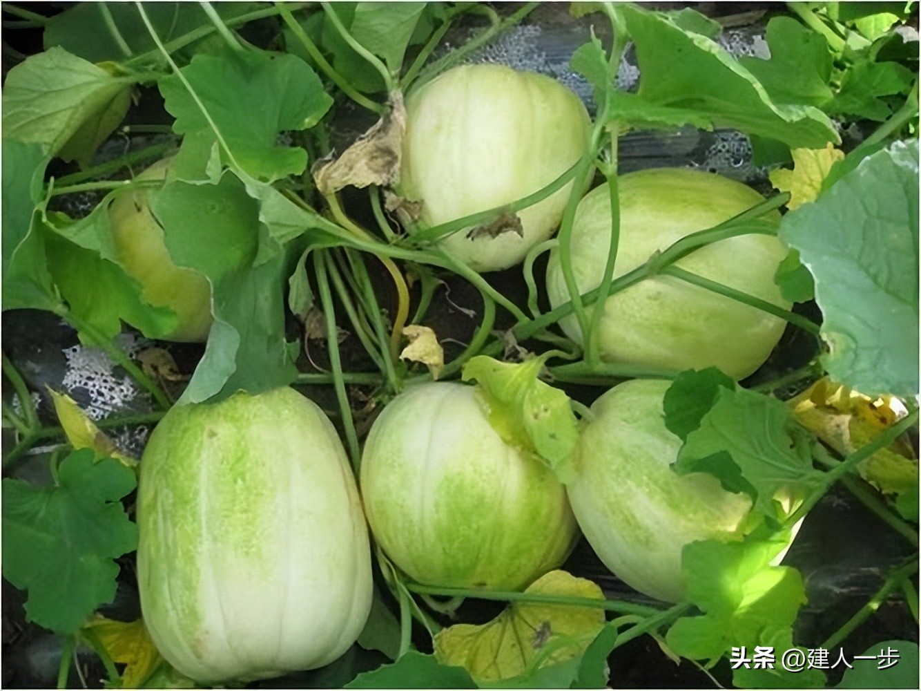 辽宁特色水果推荐_辽宁地理标志水果_农产品商标名称大全
