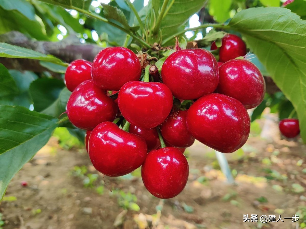农产品商标名称大全_辽宁特色水果推荐_辽宁地理标志水果