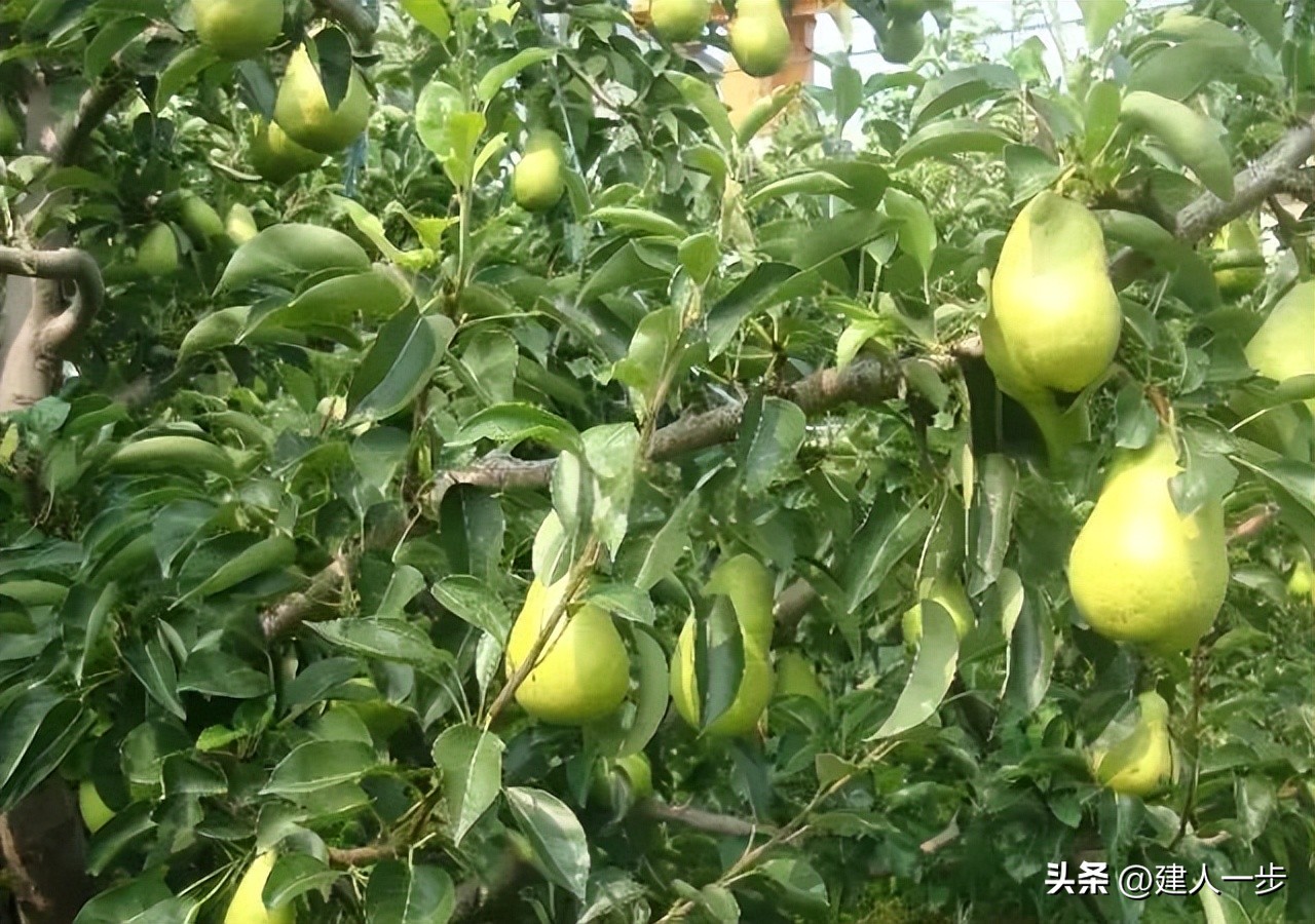 辽宁地理标志水果_农产品商标名称大全_辽宁特色水果推荐