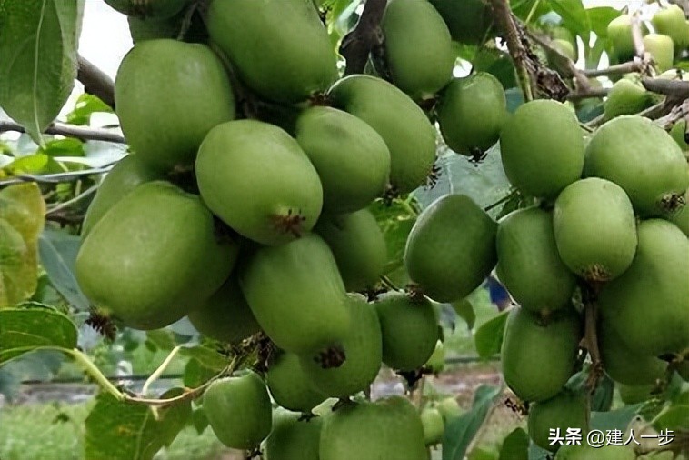 辽宁特色水果推荐_辽宁地理标志水果_农产品商标名称大全