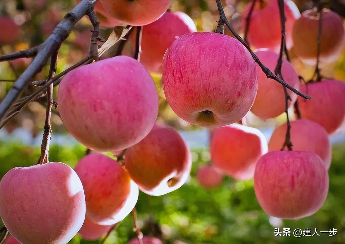 河南特产水果推荐_农产品商标名称大全_河南地理标志水果