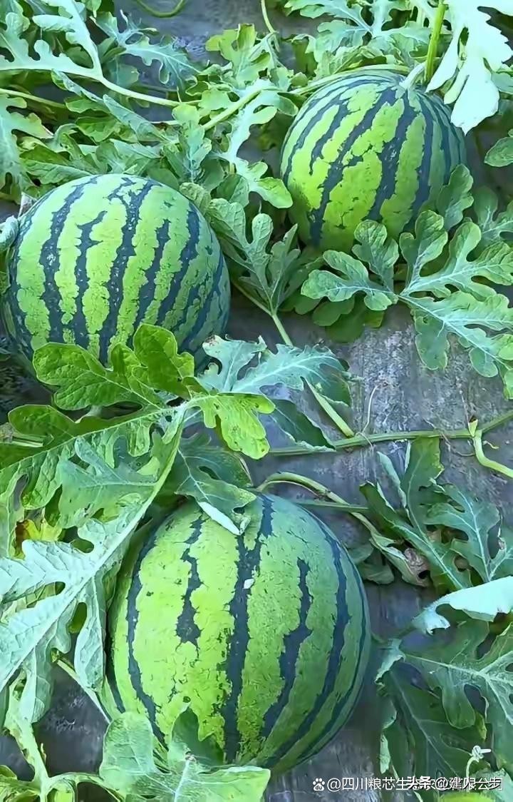 农产品商标名称大全_河南特产水果推荐_河南地理标志水果